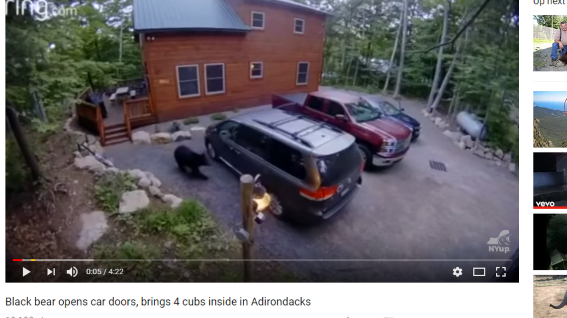 Video: It took bear with four cubs just 90 seconds to open van door and climb inside