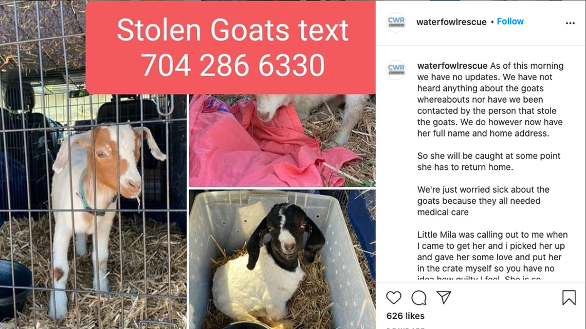 Three baby goats went missing in North Carolina when a volunteer recruited to take them to a new rescue allegedly stole them. They were returned early Sunday.