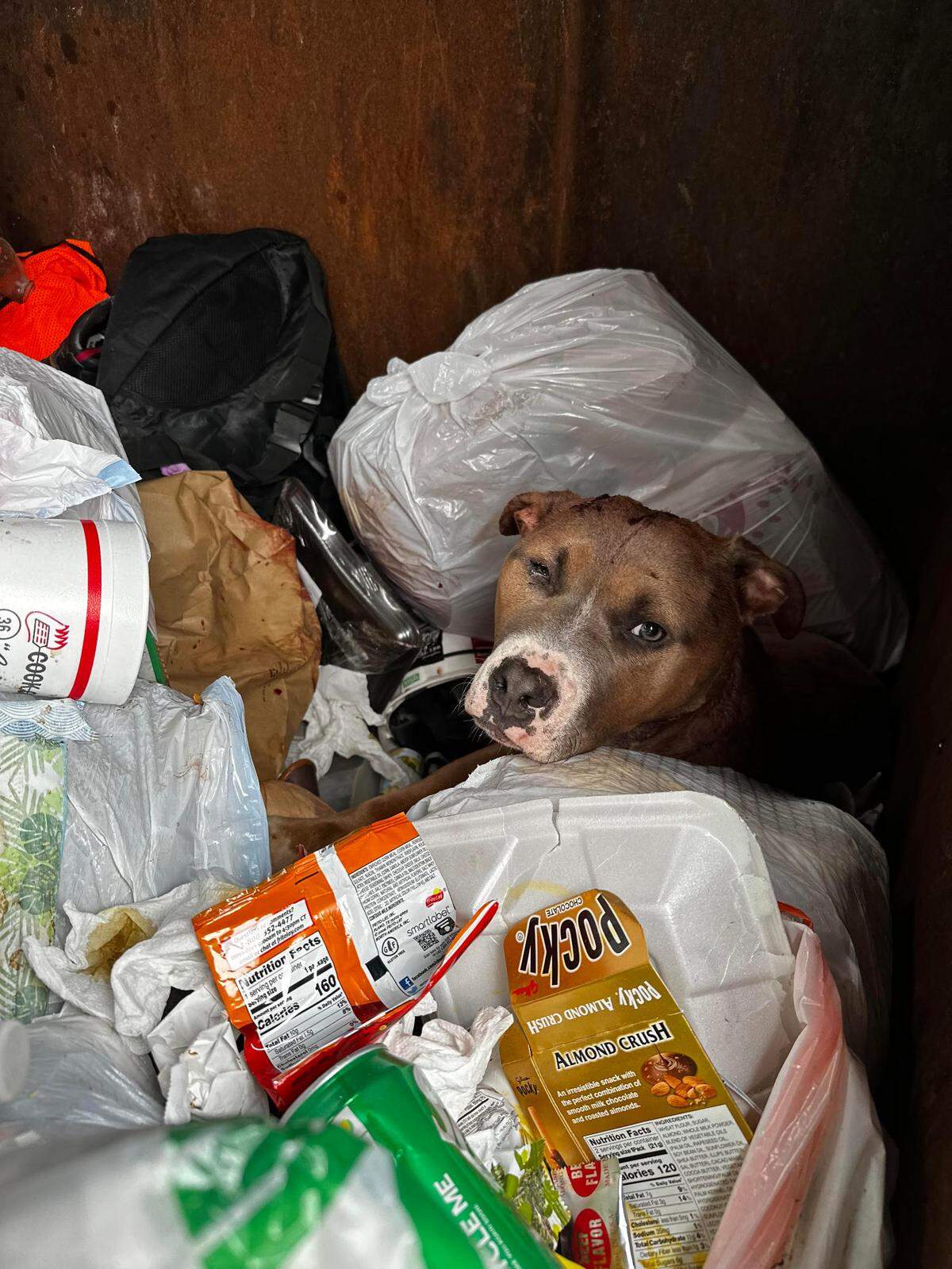 Joey, a 2-year-old pitbull, was found bound and beaten in a dumpster behind Cheshire Chase Apartments in Charlotte, NC, Feb. 5, 2023. Tests showed he was regularly beaten and is now blind in one eye.