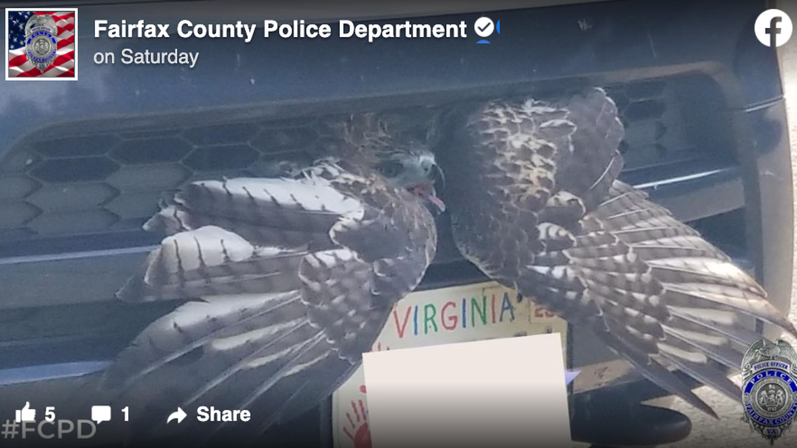 A driver in Fairfax County, Virginia, found a hawk stuck in the grille of their car while they were driving. Rescuers freed the hawk and sent it to rehab.