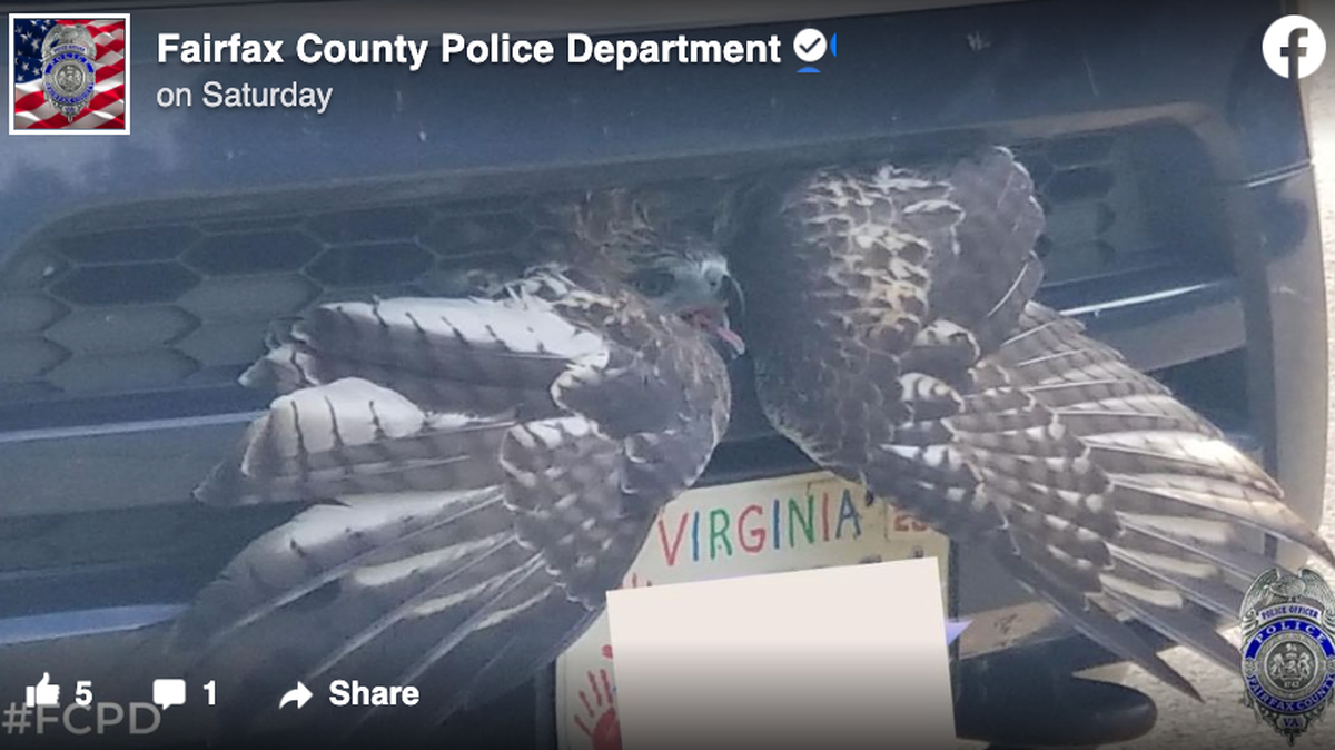 A driver in Fairfax County, Virginia, found a hawk stuck in the grille of their car while they were driving. Rescuers freed the hawk and sent it to rehab.