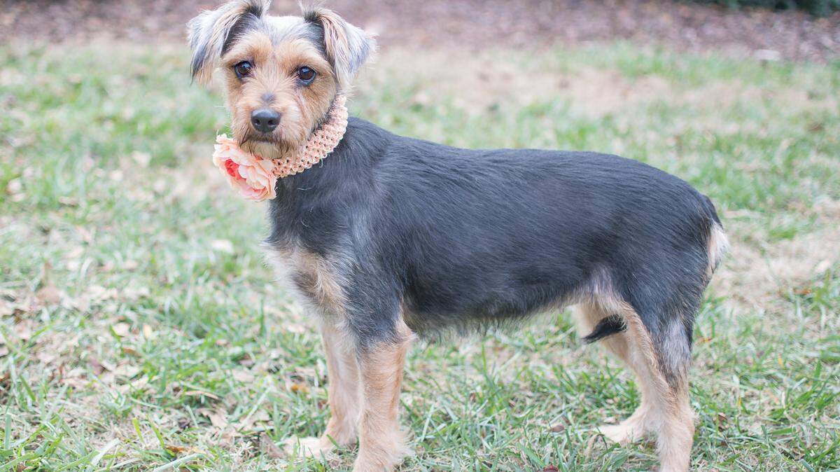 Lucy, a 7-year-old miniature Schnauzer mix, wound up in the care of CMPD Animal Care and Control.