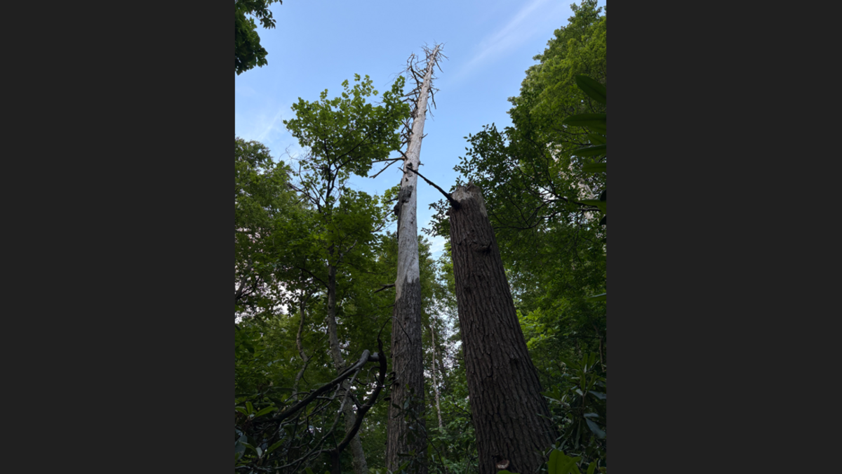 This 60-foot-tall dead hemlock in Nantahala National Forest is home to a colony of endangered bats not caught in North Carolina for more than a decade.