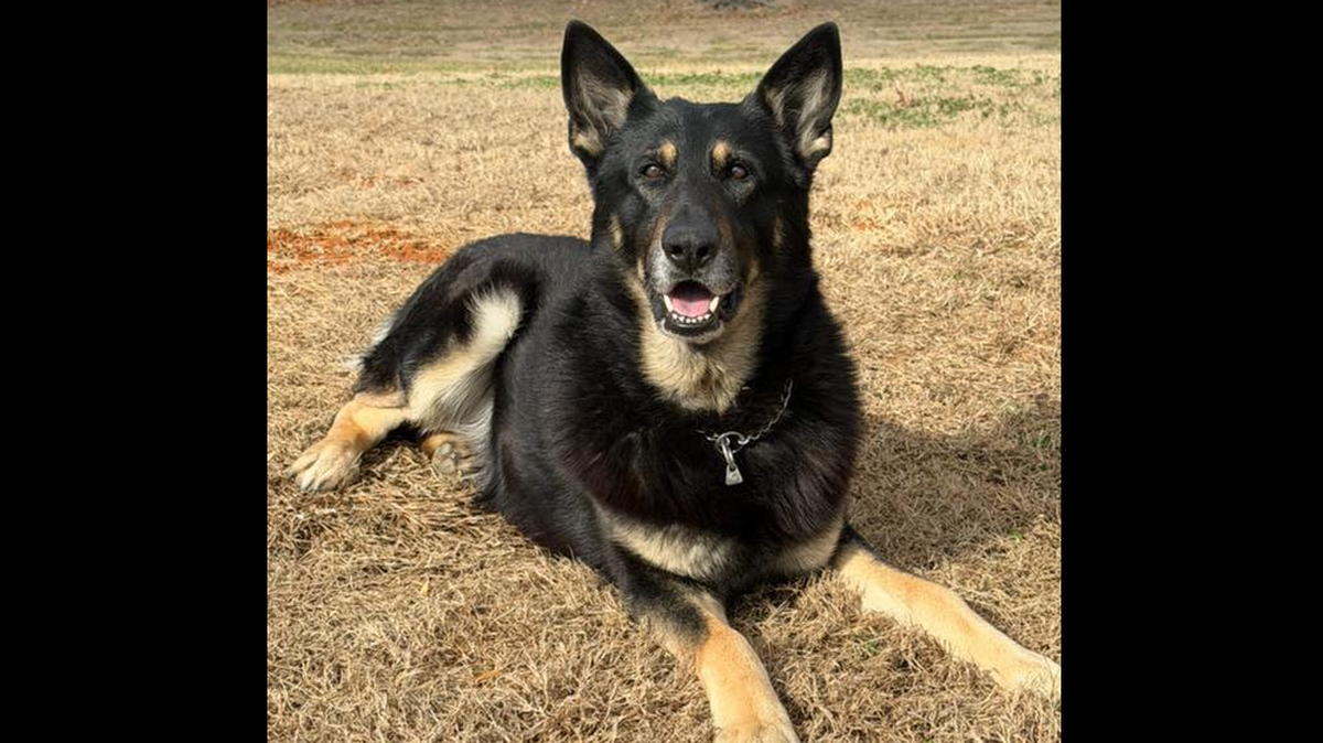 Police K-9 Macho escaped his kennel and went on the run, Thomasville police say. He was found shacked up with a gang of goats.