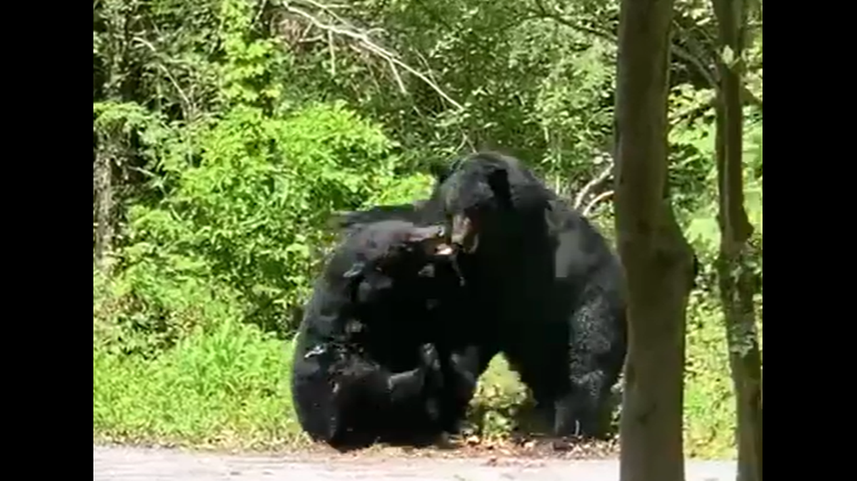 Tourists staying in Gatlinburg, Tennessee, recorded two black bears in a vicious brawl near Ely's Mill on April 25.