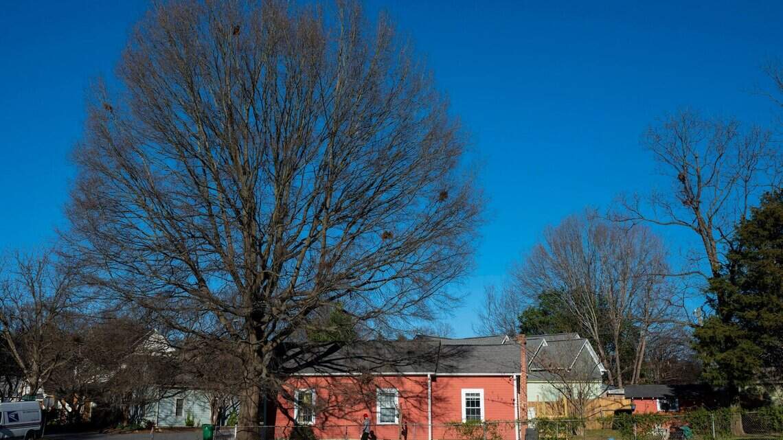 The house by the giant tree — and a Charlotte couple’s quest to save it