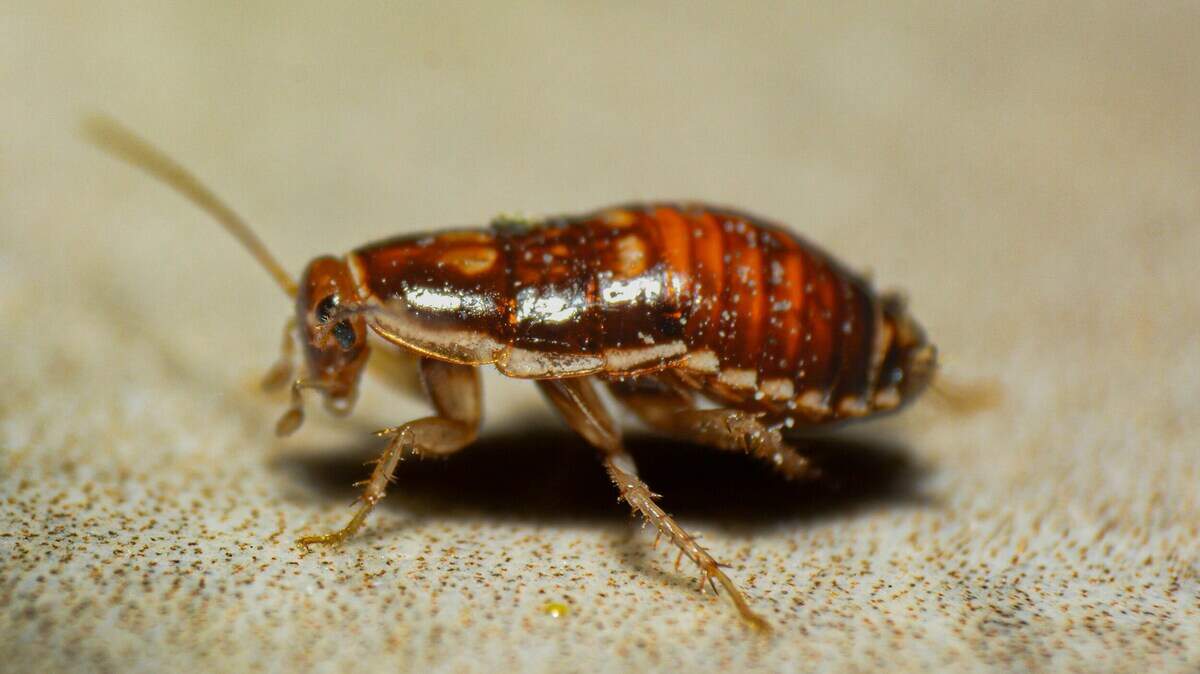 A close-up macro shot of a cockroach walking on a textured, light-colored surface. The cockroach has a shiny, striped brown body and thin antennae, with its legs visible in detail.