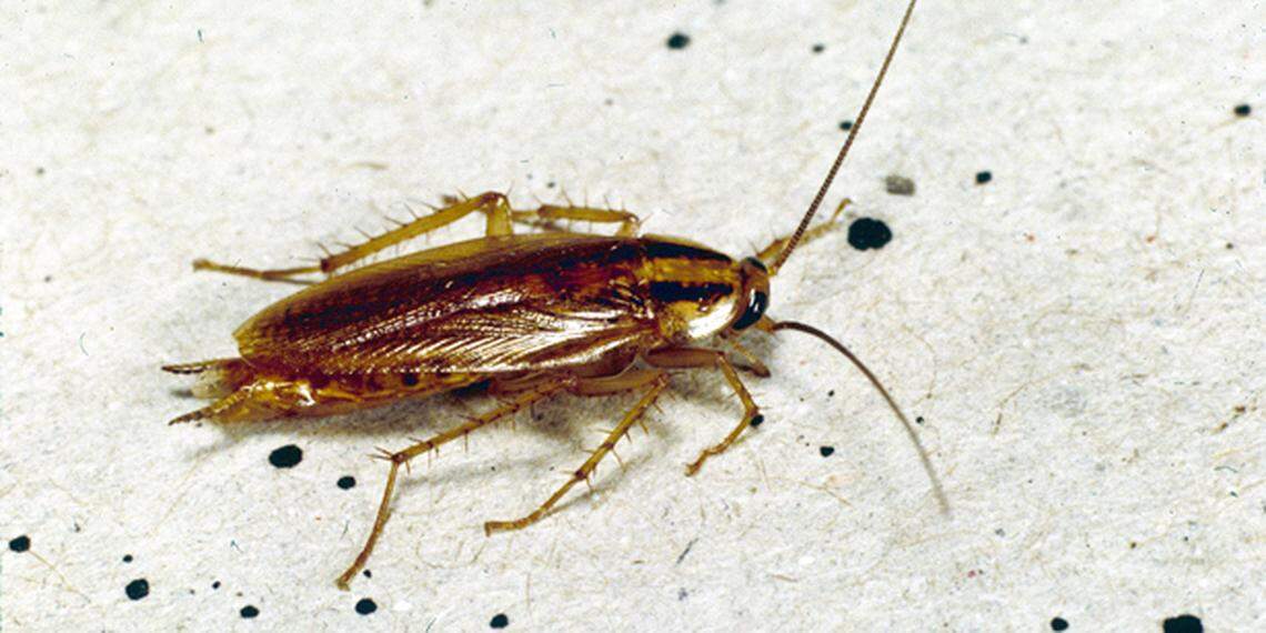 The American cockroach loves settling into homes across the Carolinas and many other states.