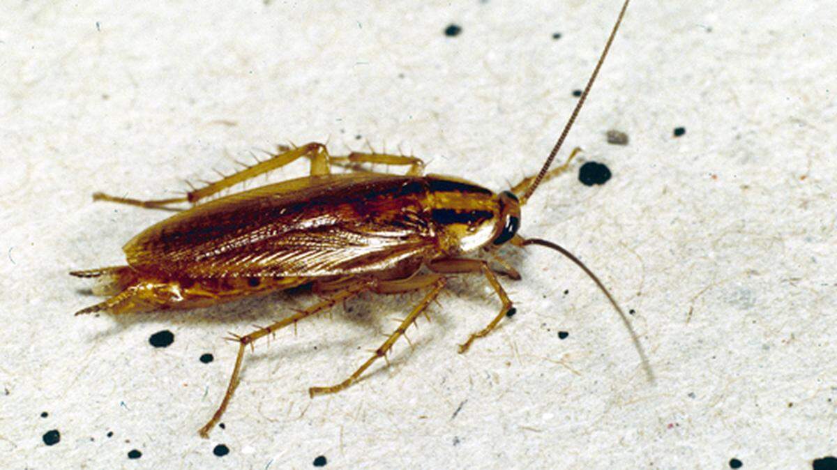 How to block ‘roach highways and hideaways’ and keep the pests from your home