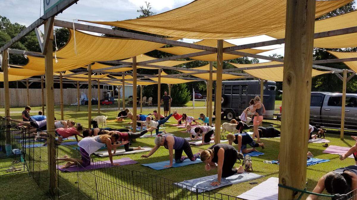 Eleven Lakes Brewing is teaming up with Lazy Day Farm to offer goat yoga at the brewery.