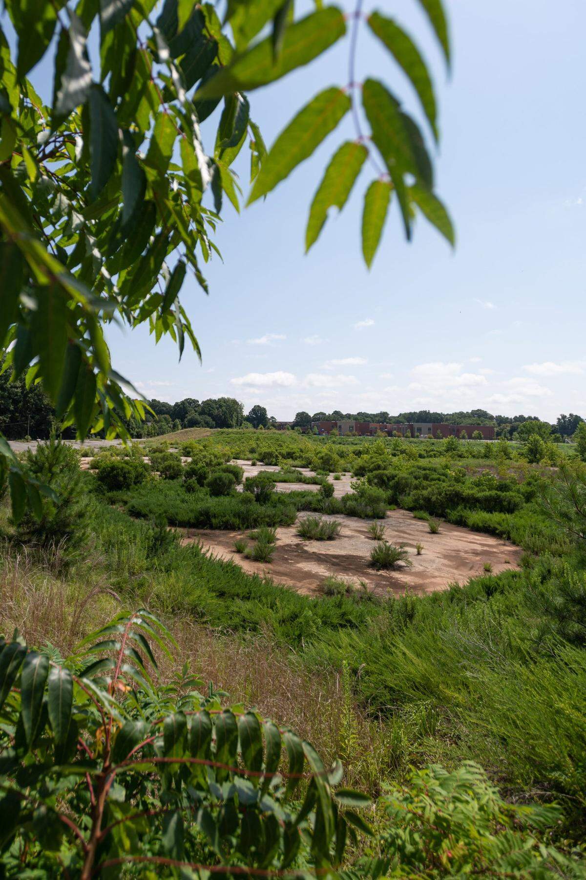 A view through overgrowth on the leveled lot where the Eastland Mall once stood in Charlotte, N.C., Monday, July 25, 2022.