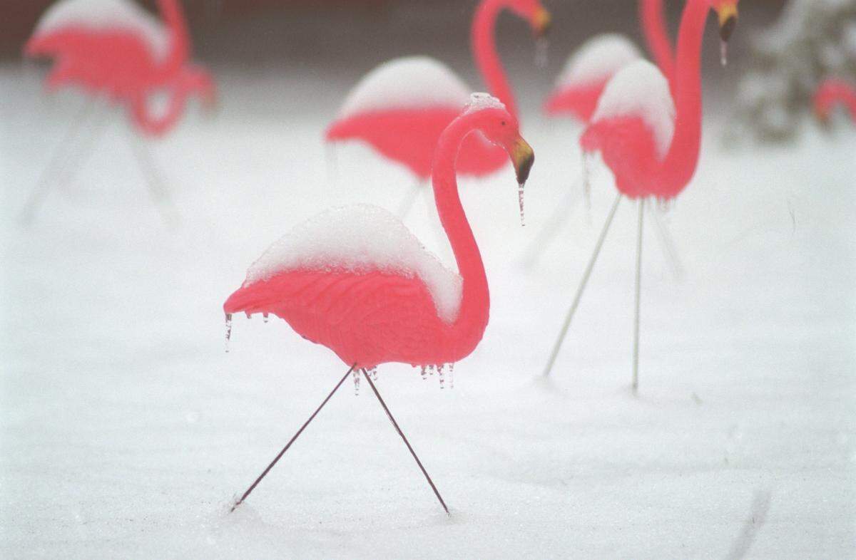 A row of snow covered flamingos are set in a front yard along Selwyn Ave. in Charlotte on Sunday morning in january 2000.