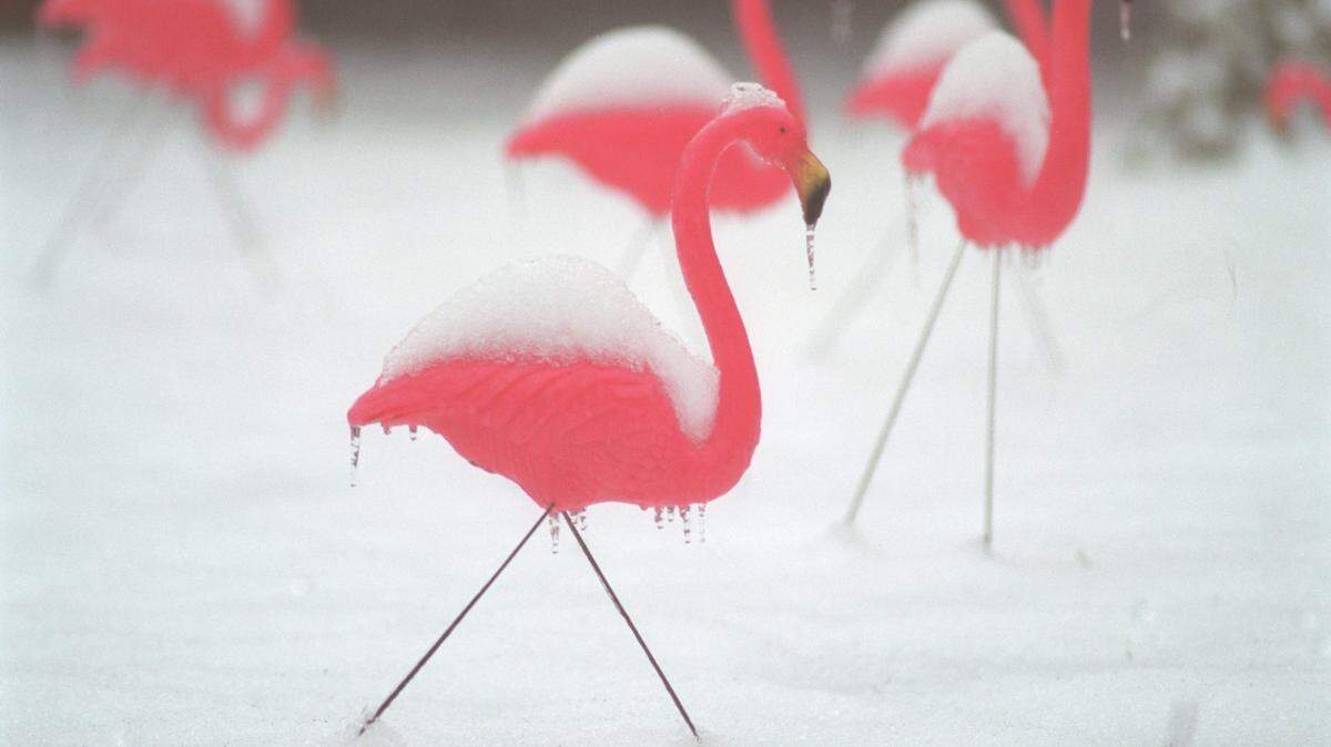 A row of snow covered flamingos are set in a front yard along Selwyn Ave. in Charlotte on Sunday morning in january 2000.