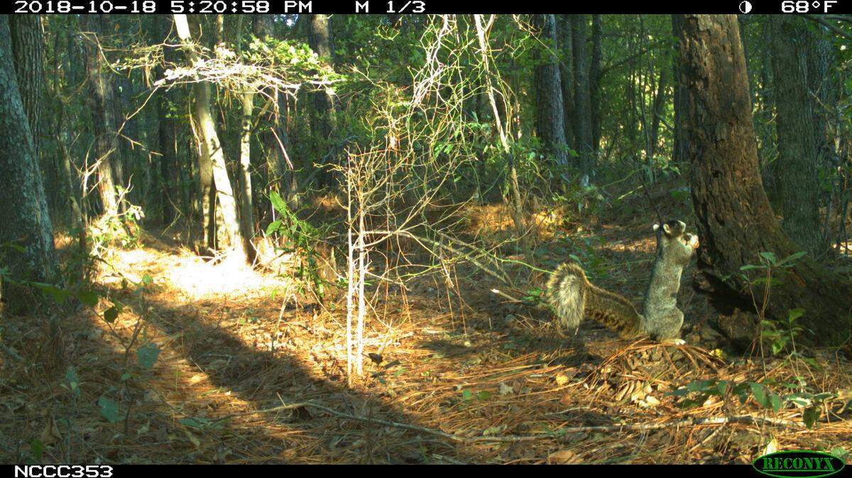 North Carolina has squirrels that get as big as 26 inches and weigh as much as a chihuahua.