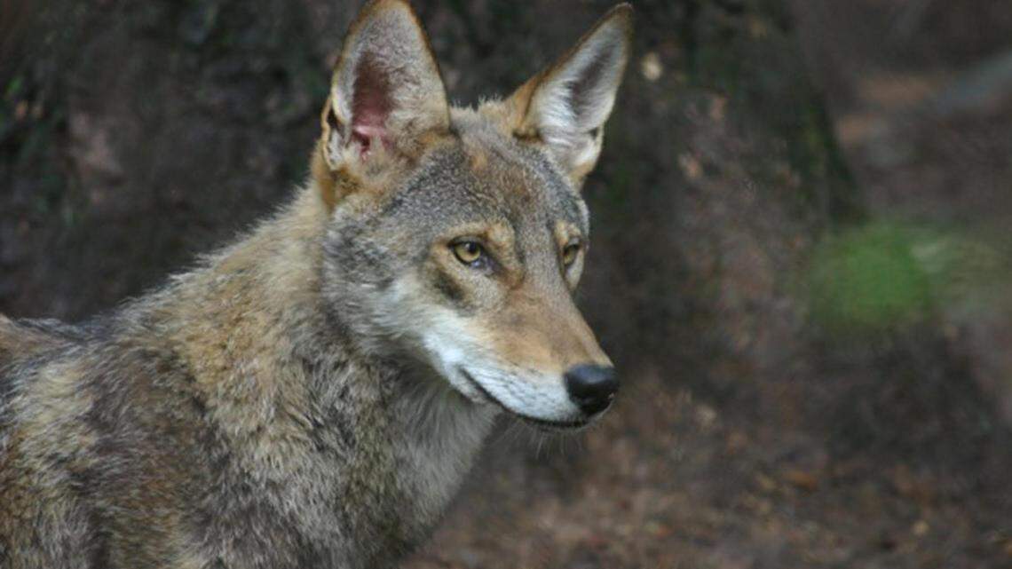 A 15-year-old coyote died after spending more than a decade at a North Carolina wildlife center, officials said.