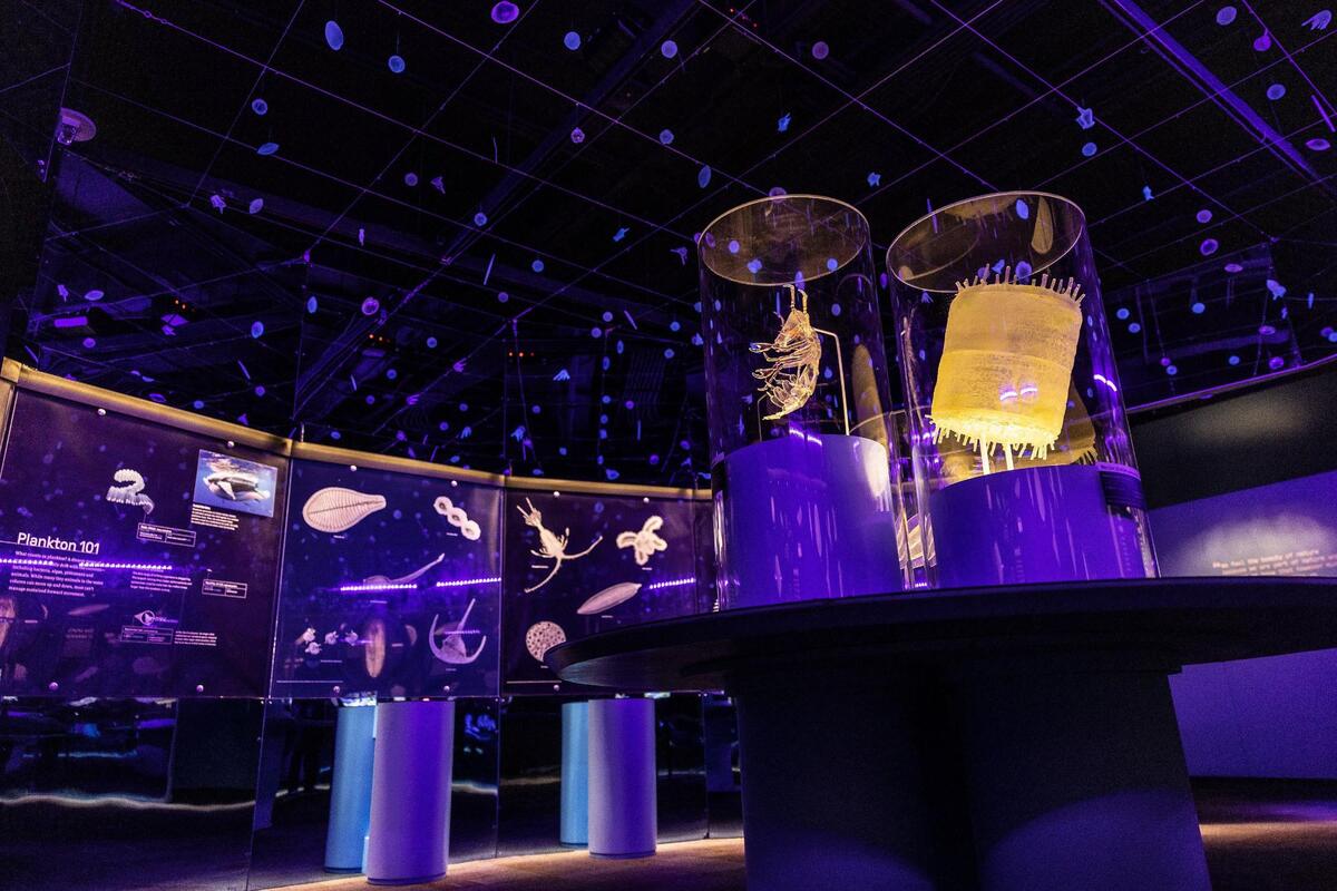 The “Unseen Oceans” exhibit is produced by the American Museum of Natural History, and takes visitors from the water’s sunlit surfaces to its dark depths below.