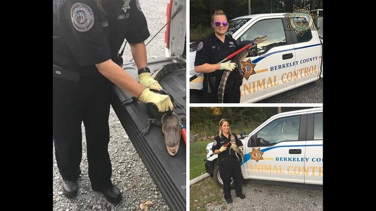 Baby alligator rescued from inside South Carolina home — and deputies name it Dorian
