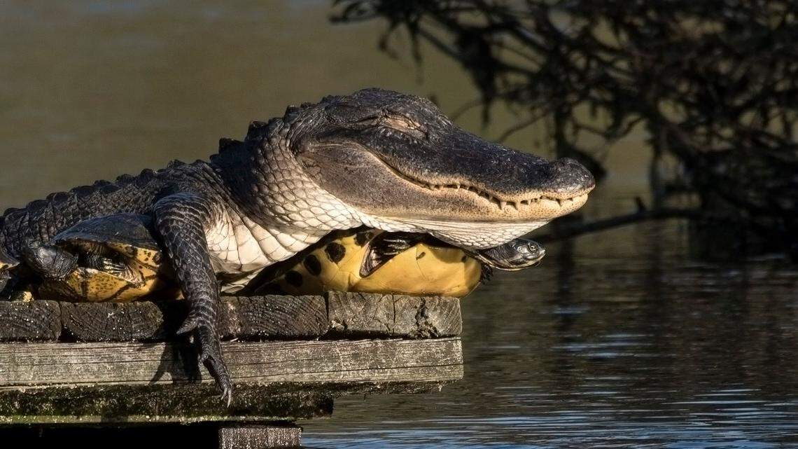 Christine Fusco was taking a walk through Magnolia Plantation swamp garden this week, when she captured this image of an alligator sleeping on turtles. Christine Fusco photo