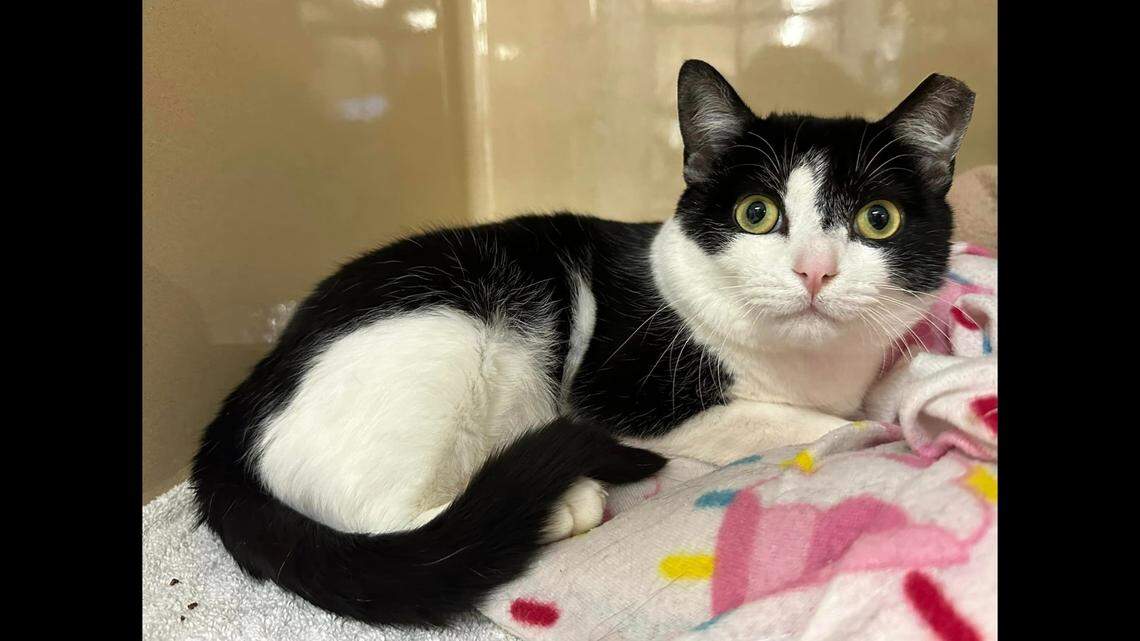 An irritable feral cat named Scoot saw things go from bad to worse when he mysteriously lost his sight at a North Carolina animal shelter.