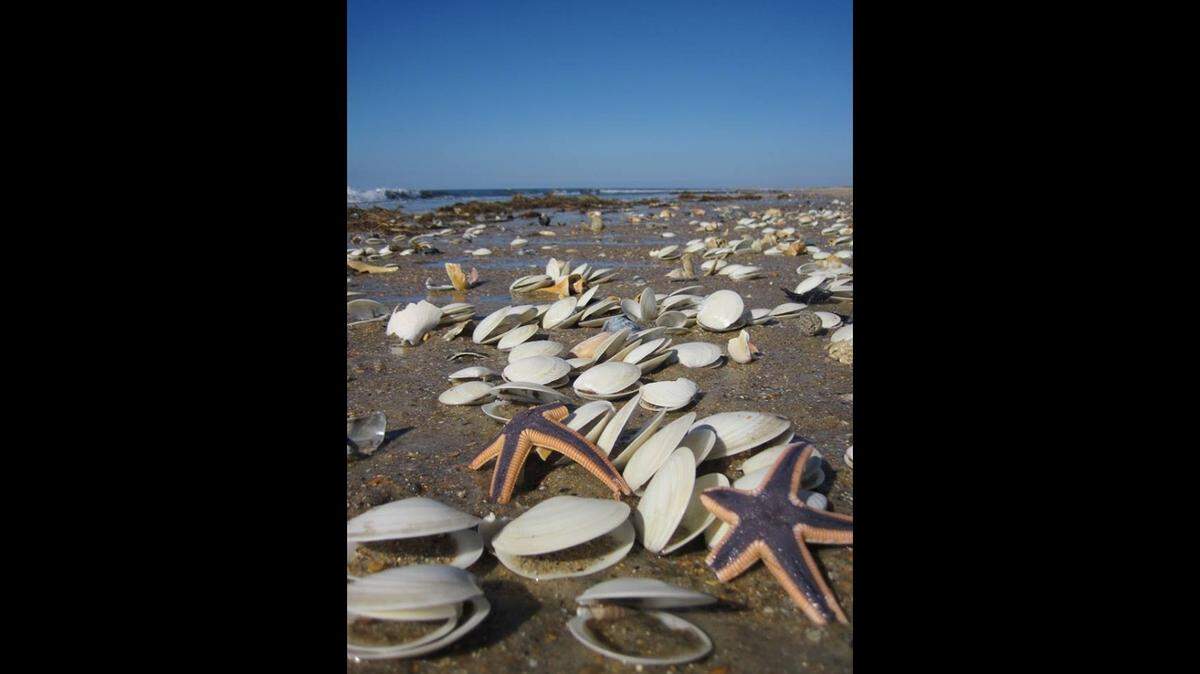 Cape Lookout National Seashore is a shell collector’s paradise. National Park Service photo