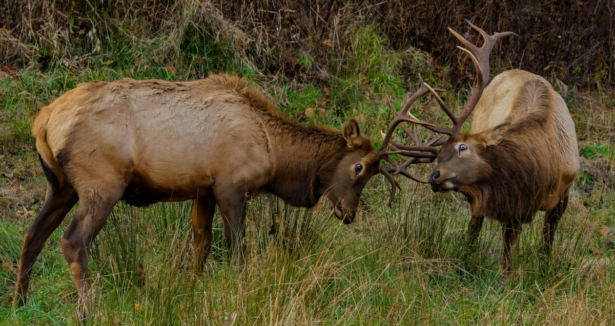 Male elk weigh up to an impressive 900 pounds and females weigh around 600 pounds, the National Park Service says. Their breeding season is known as the rut.