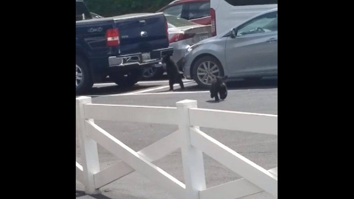 Black bear cubs wandered into a parking lot at Dollywood, Tennessee video shows.