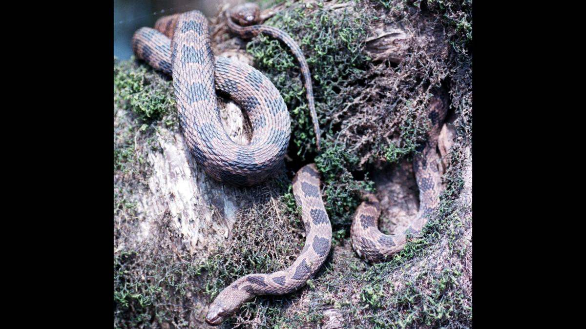 In this 1999 Charlotte Observer file photo, two brown water snakes intertwine soaking in the sun perched on an old cypress tree in North Carolina. A brown water snake was shading under a car at a Walmart in southeastern North Carolina in May when two people showed up with lighter fluid, police said. Two were charged this week with animal cruelty in the case.