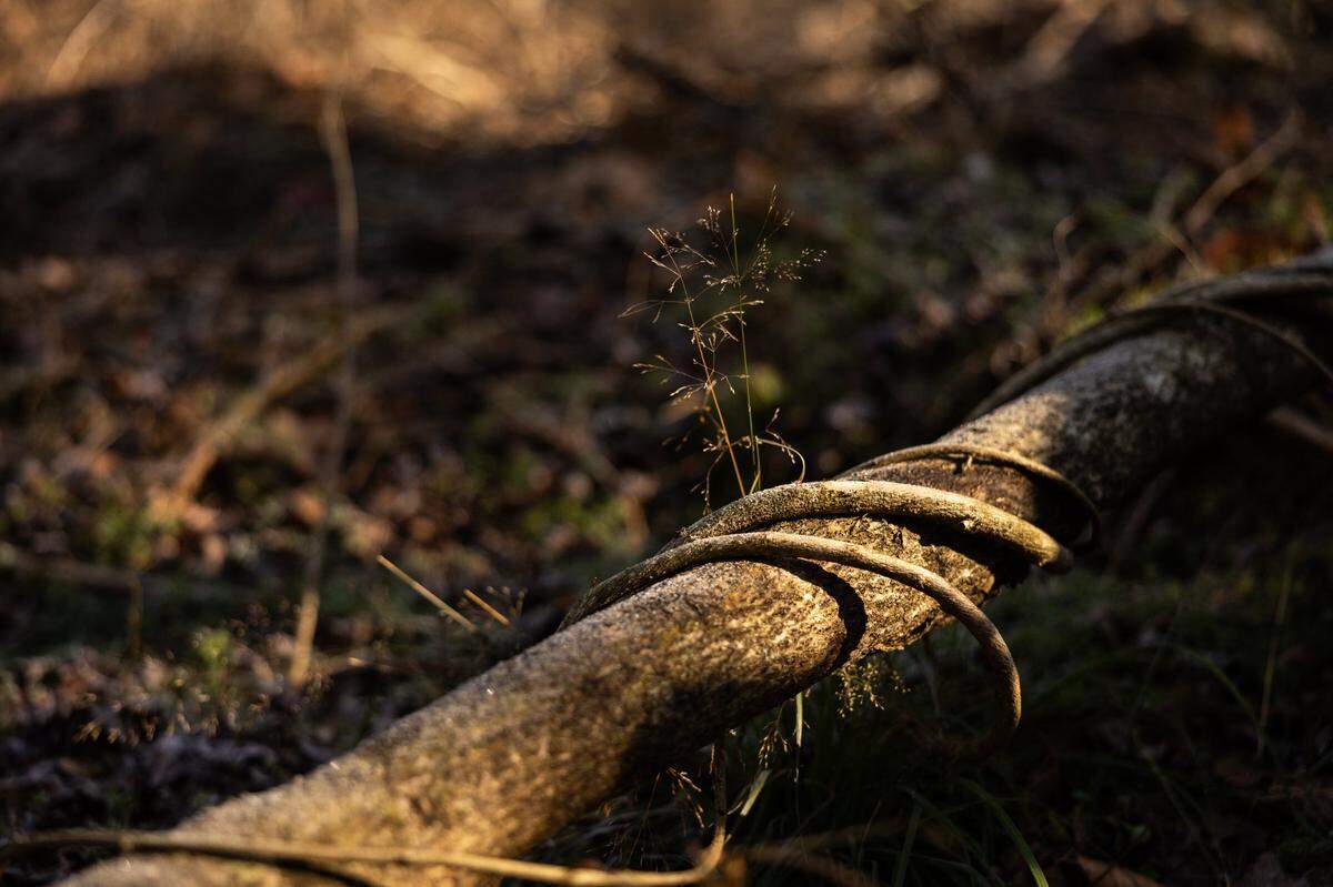 Dead vines of wisteria wrap around a tree limb in Mountain Creek Park in Sherrills Ford on Dec 4.