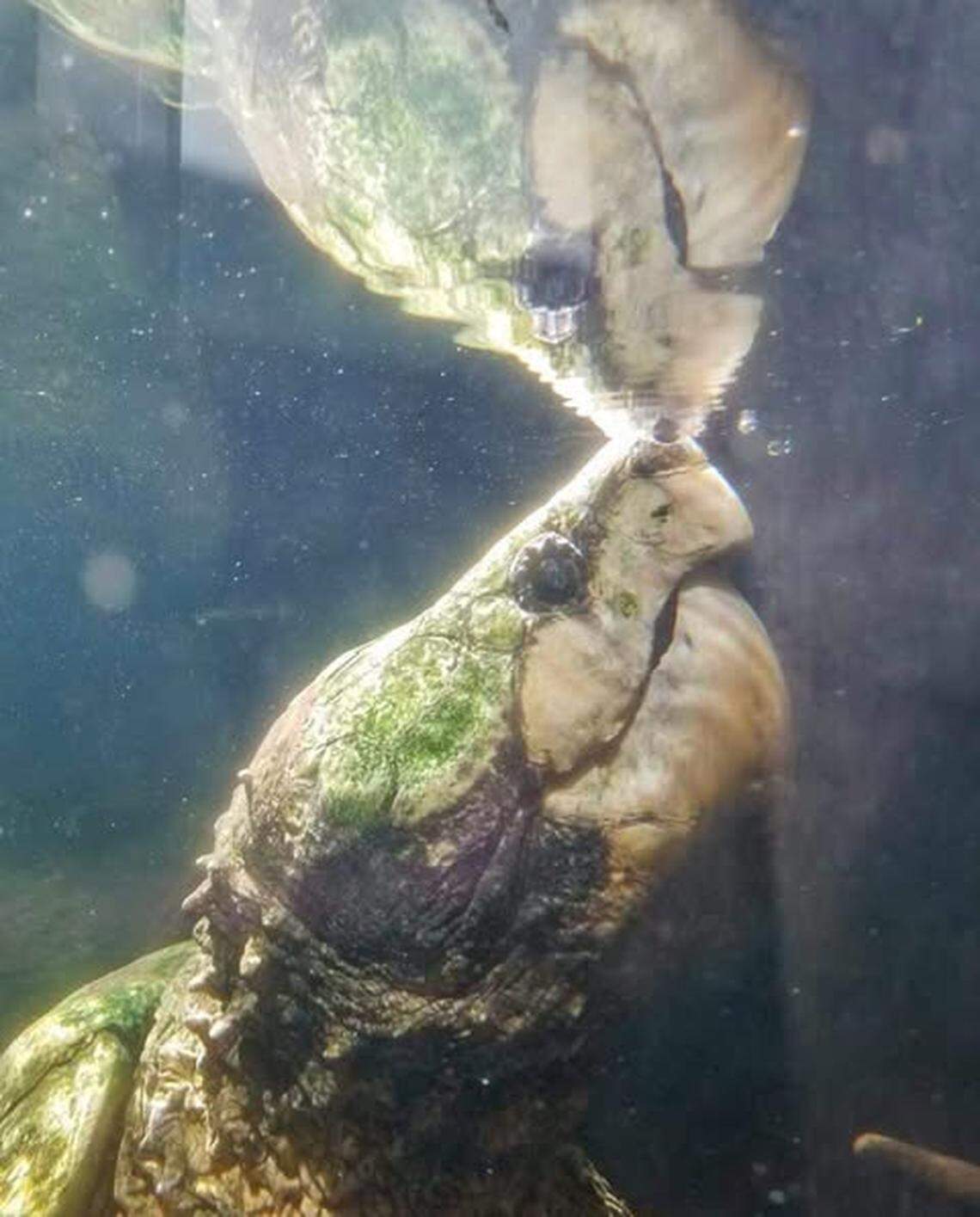 “His spirit will live on in our memories and in the hearts of everyone who had the pleasure of meeting him,” North Carolina Zoo Keeper Audrey Williams said about Maximus.