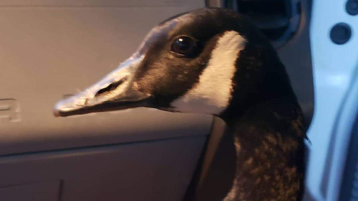Social media reacted with outrage after people threw trash on a goose found sitting on two rotten eggs in a Charlotte shopping center, after her mate and goslings were killed.
