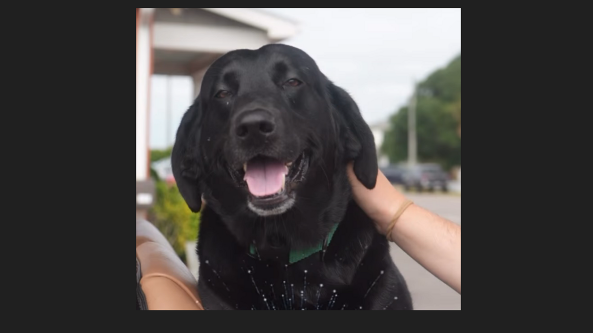 Strike is owned by Bonner Herring who says the alligator attack occurred in June 2025, and left the dog with a lengthy scar on his haunch.