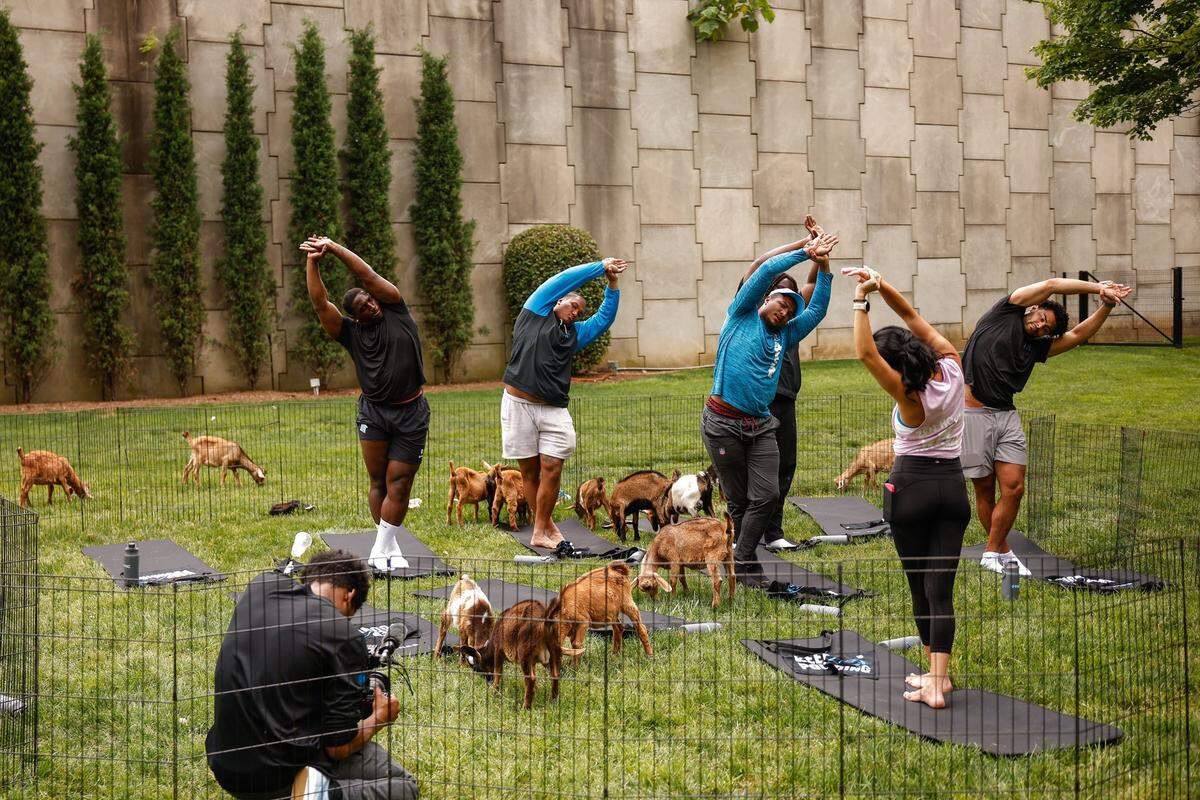 Panthers players participate in goat yoga at Bank of America Stadium in Charlotte on Monday, May 19, 2025. The Panthers brought in the goats as part of mental health awareness month.