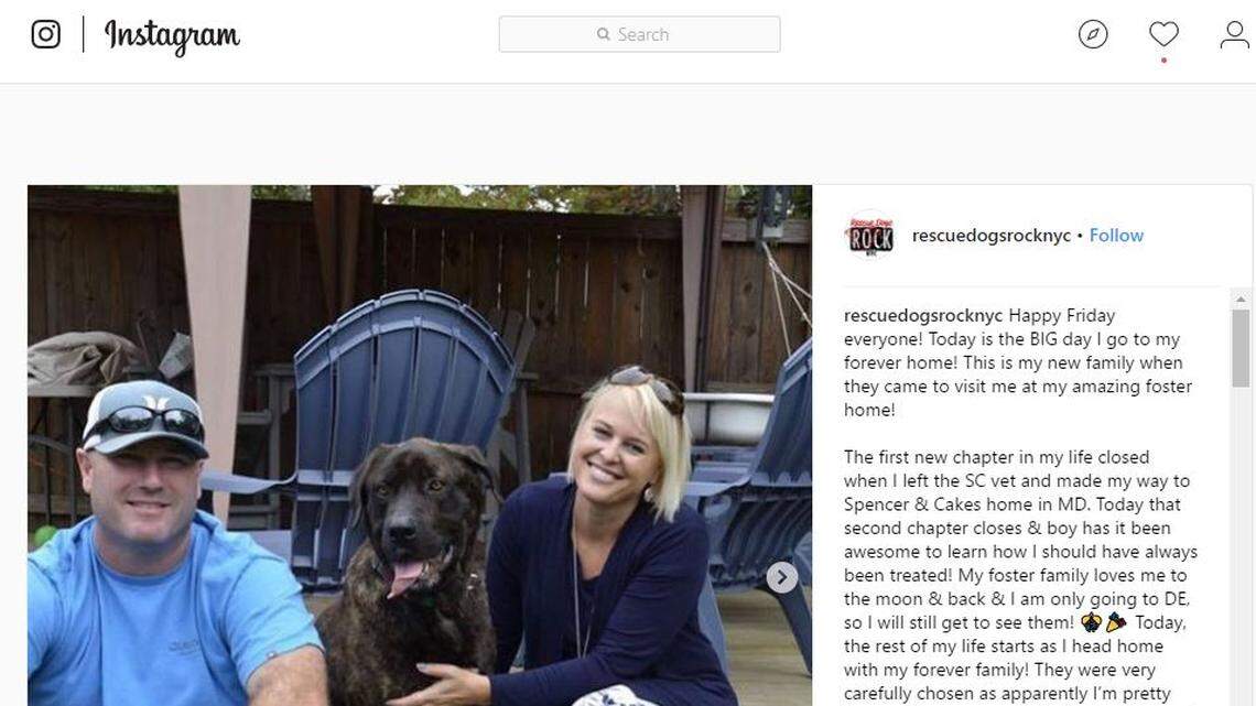 Champ the dog, who police said was starved over the summer by a vengeful ex-girlfriend in Laurens, SC, has a new ‘forever’ home. 
Champ was driven Friday from his foster home in Maryland to the Delaware home of a couple who adopted him, according to the New York rescue group that saved Champ and got him medical care.