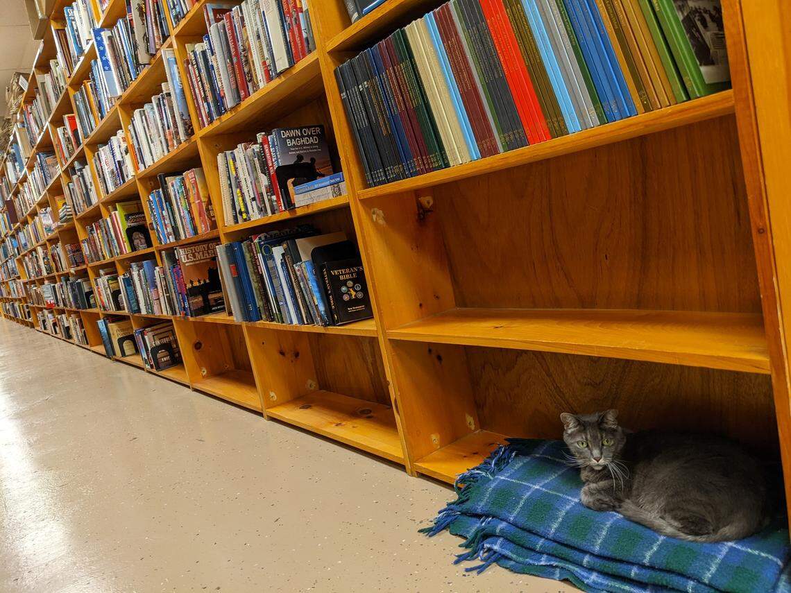 Deena, the resident cat at Book Buyers in Plaza Midwood, has settled into a new favorite spot at the used book store’s new location at 3040 Eastway Drive.