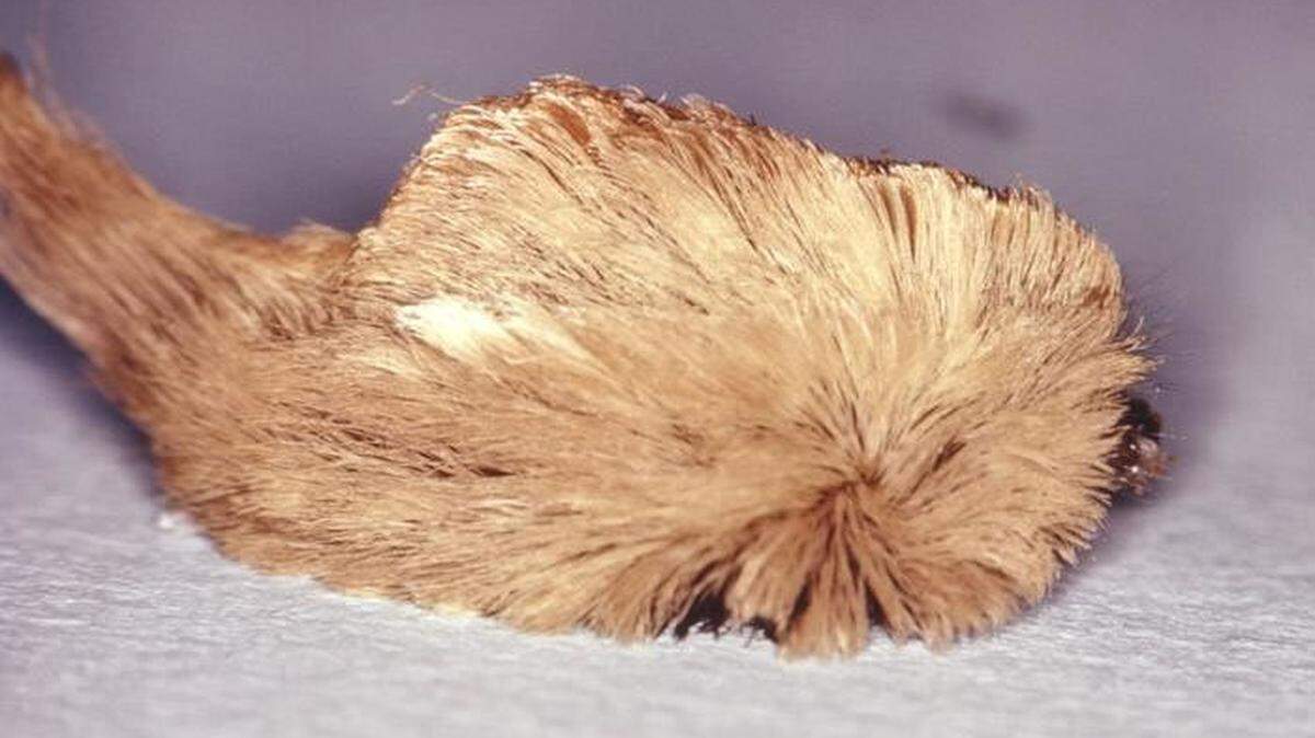 The puss caterpillar has a severe sting “for which the pain will be apparent immediately to the victim,” the Centers for Disease Control and Prevention reports.
