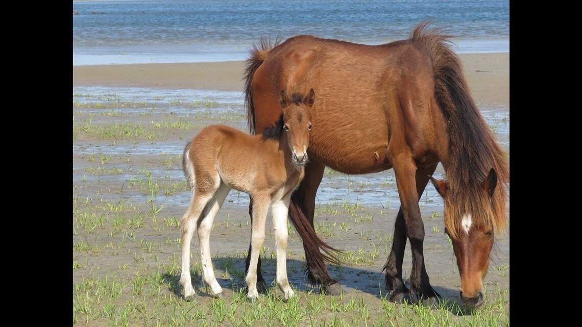 How do Outer Banks wild horses survive hurricanes like Dorian? They use their butts