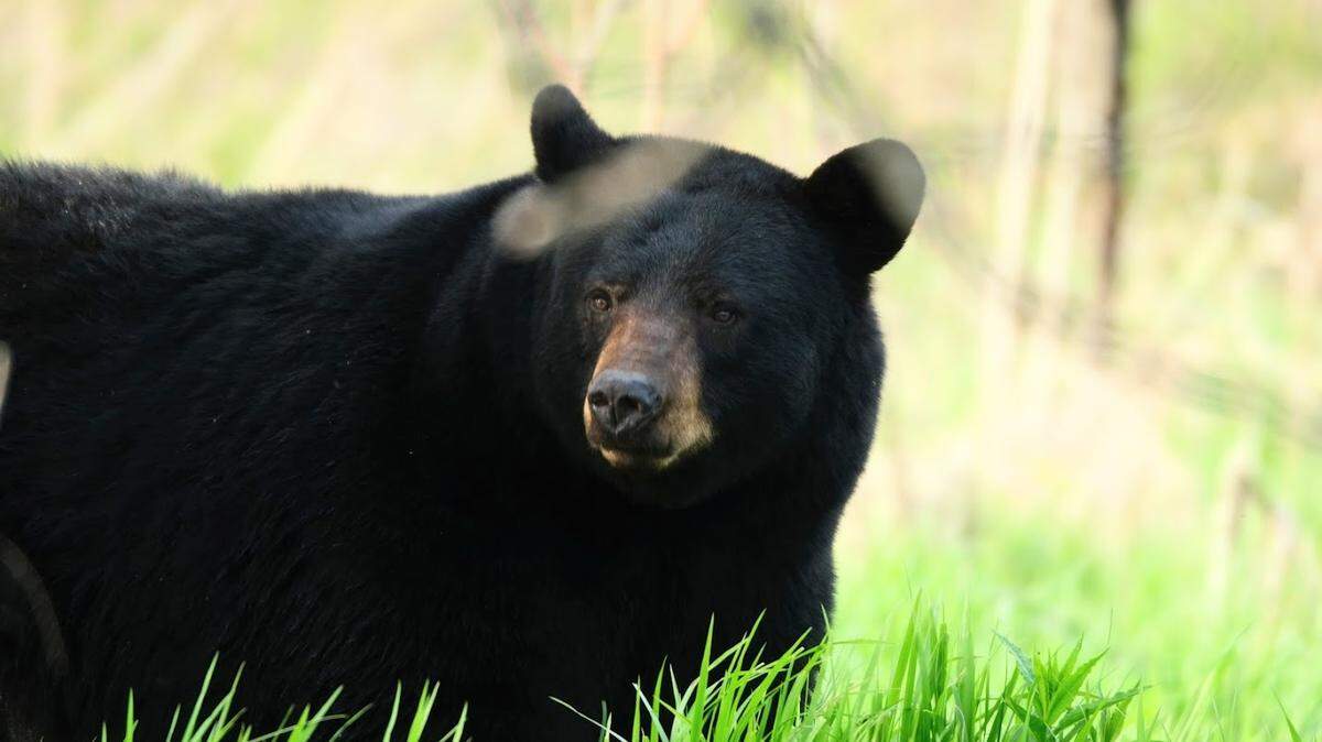 Here’s how Upstate homeowners can deal with bears in their yards.