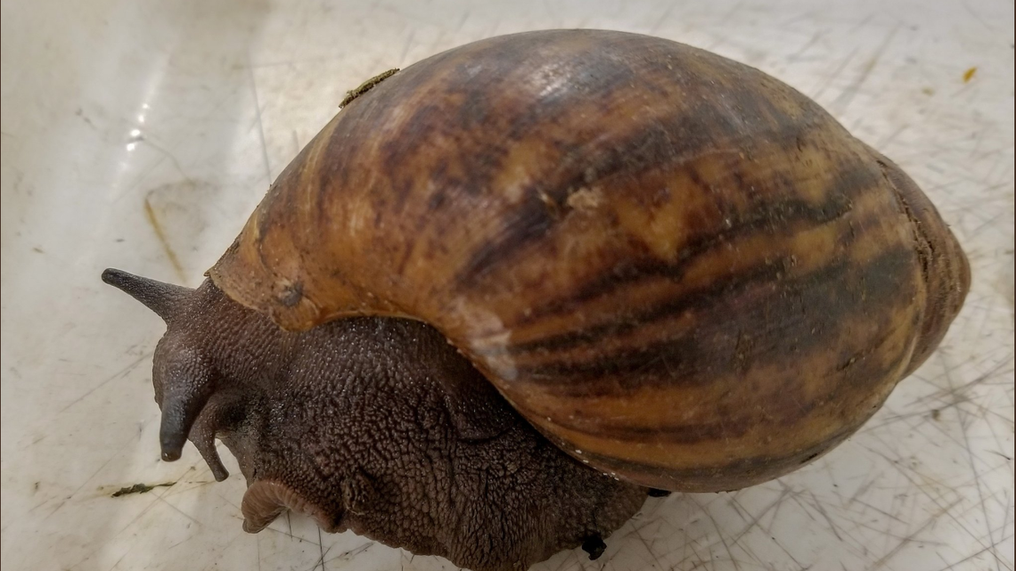 One of the two Giant African Snails taken at the airport in Atlanta on Sunday. They are considered an invasive species.