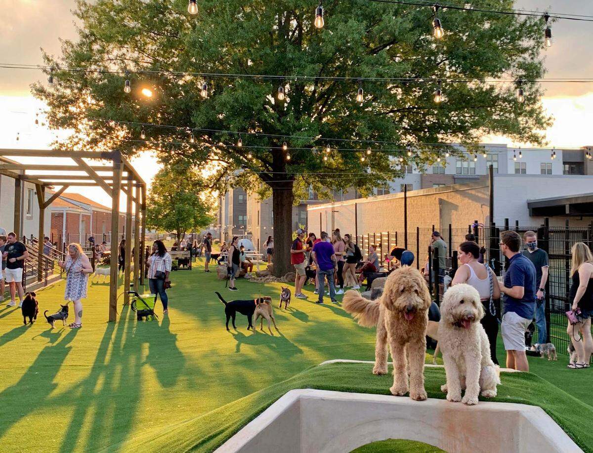 Skiptown is a dog bar and dog boarding house with dog daycare and a small dog social area. It is located in Brookhill/South End, Charlotte.