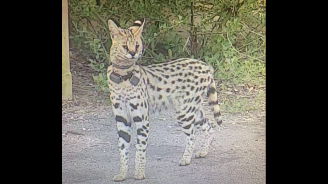 Virginia Beach Animal Control are looking for this "exotic cat" that was seen near 2300 Shore Drive Wednesday.
