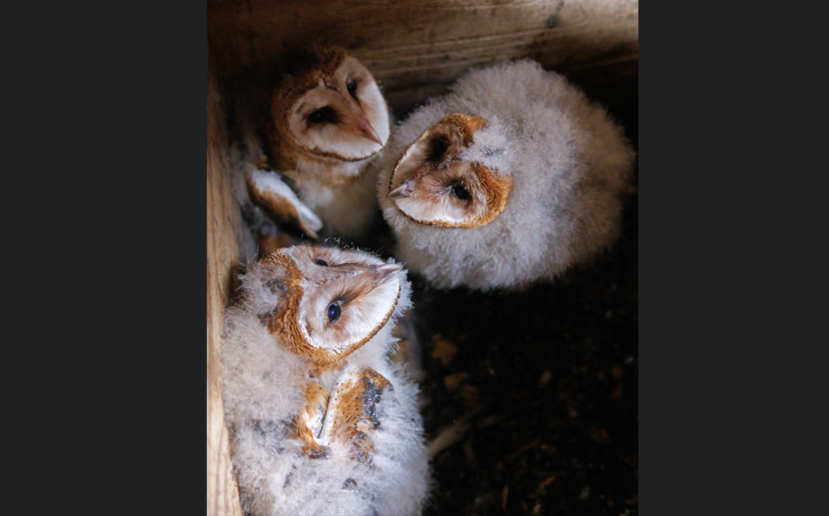 Tens of thousands of people have watched the antics of four owlets, and one thing they haven’t seen is a nasty fight.