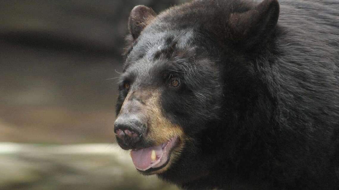 Black bear at the NC Zoo is put down after illness caught caretakers ‘off guard’