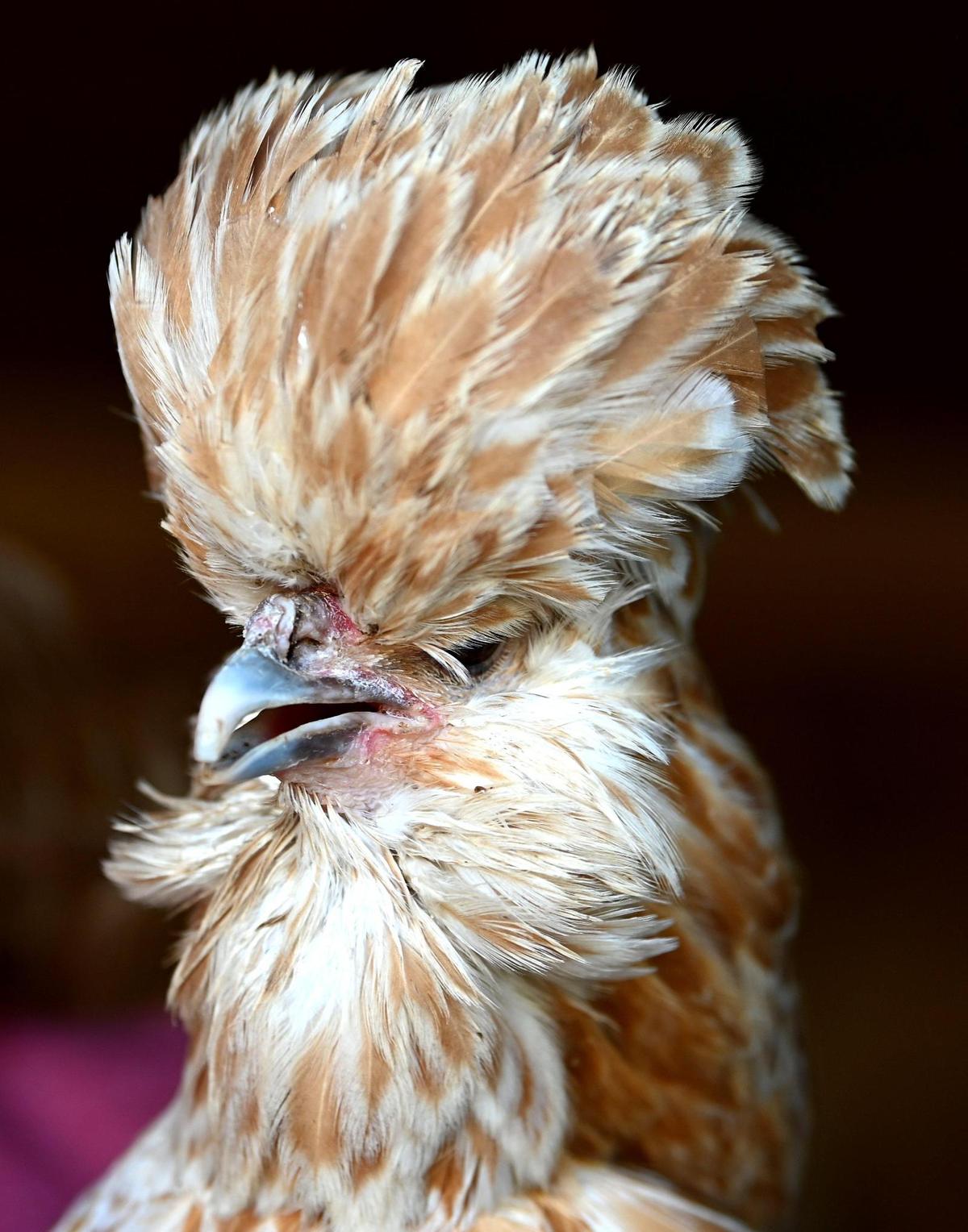 Buff Laced Polish chicken is among the flock of chickens that Mary Schroeder owns.