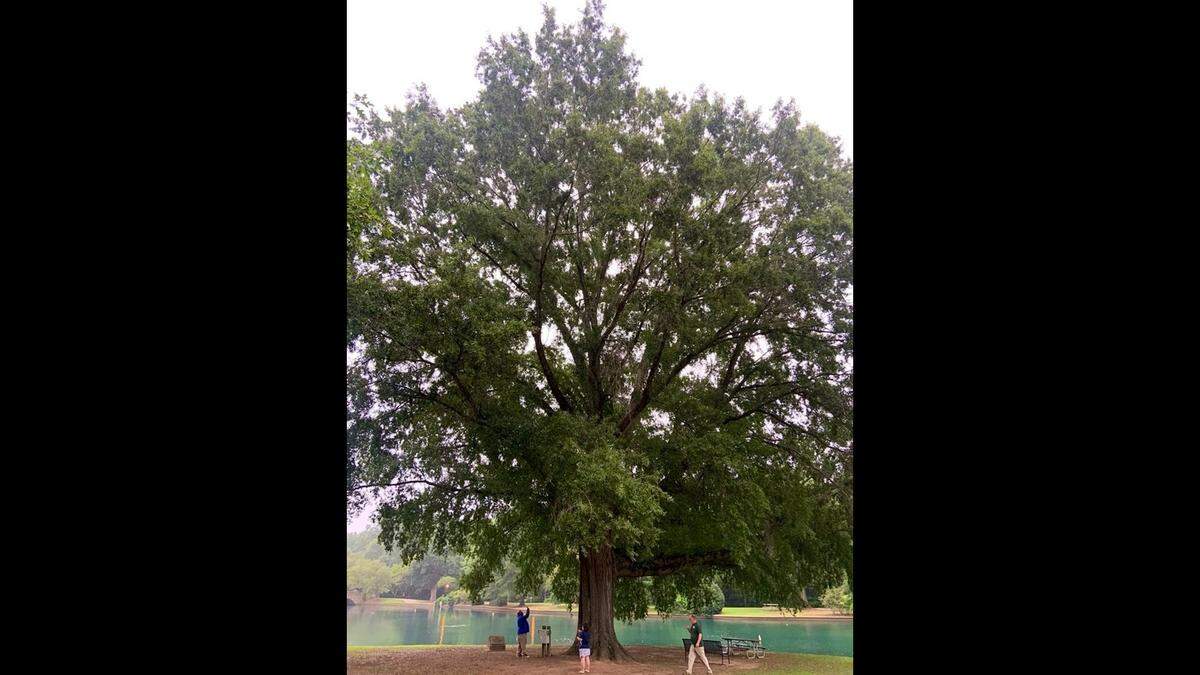 A giant oak that’s believed to be 80-120 years old will be removed from Freedom Park, Mecklenburg County Park and Recreation officials said on Thursday, Aug. 18, 2022.