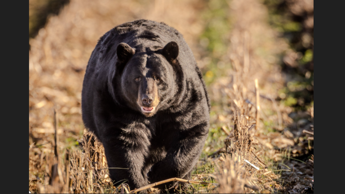 Bear that injured homeowner had a habit of sneaking into the home, NC report says