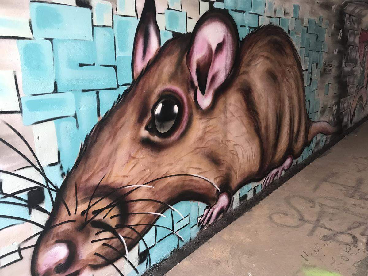 When Shane Pierce’s friends started referring to him as a “tunnel rat” for cleaning out and creating artwork in a Kannapolis tunnel this summer, he decided to make a rat part of his mural.