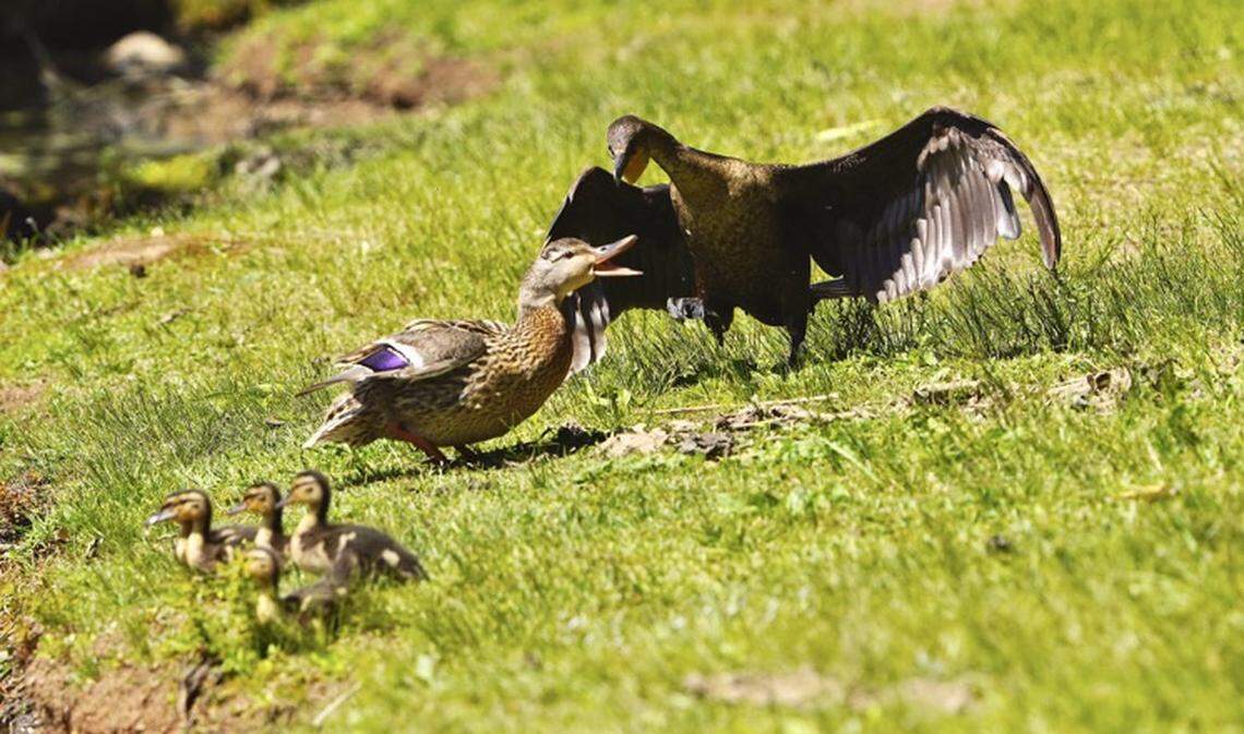 A wild cormorant is harassing a duck and her ducklings at Parks Road Lake.