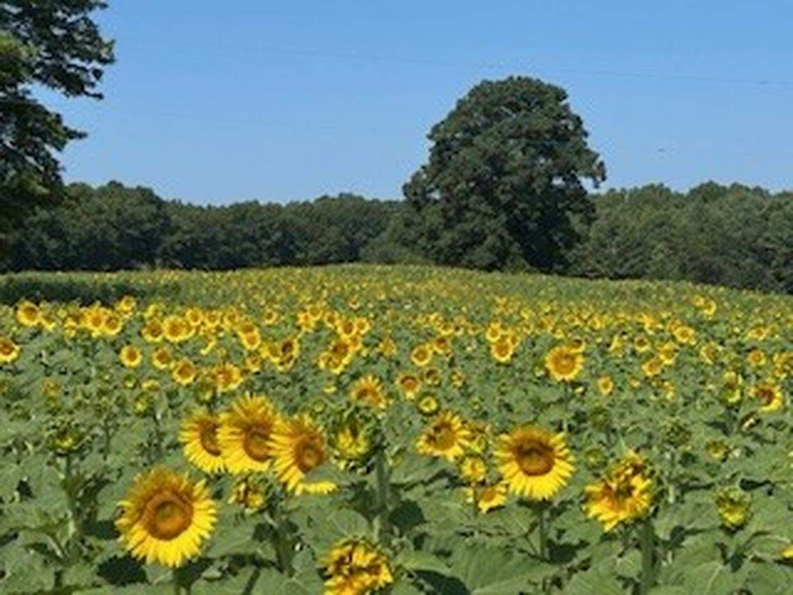 The property is also home to a field of sunflowers.