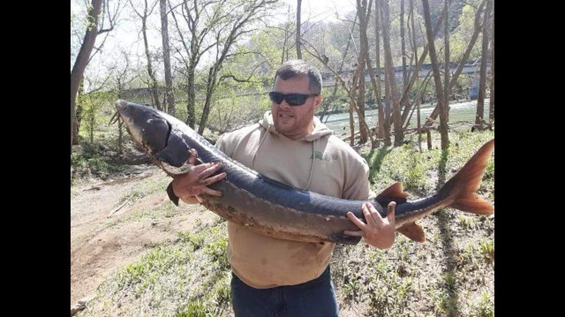 Christopher Begley caught this 30-year-old fish in Tennessee’s Clinch River using “cut suckers” on his line.