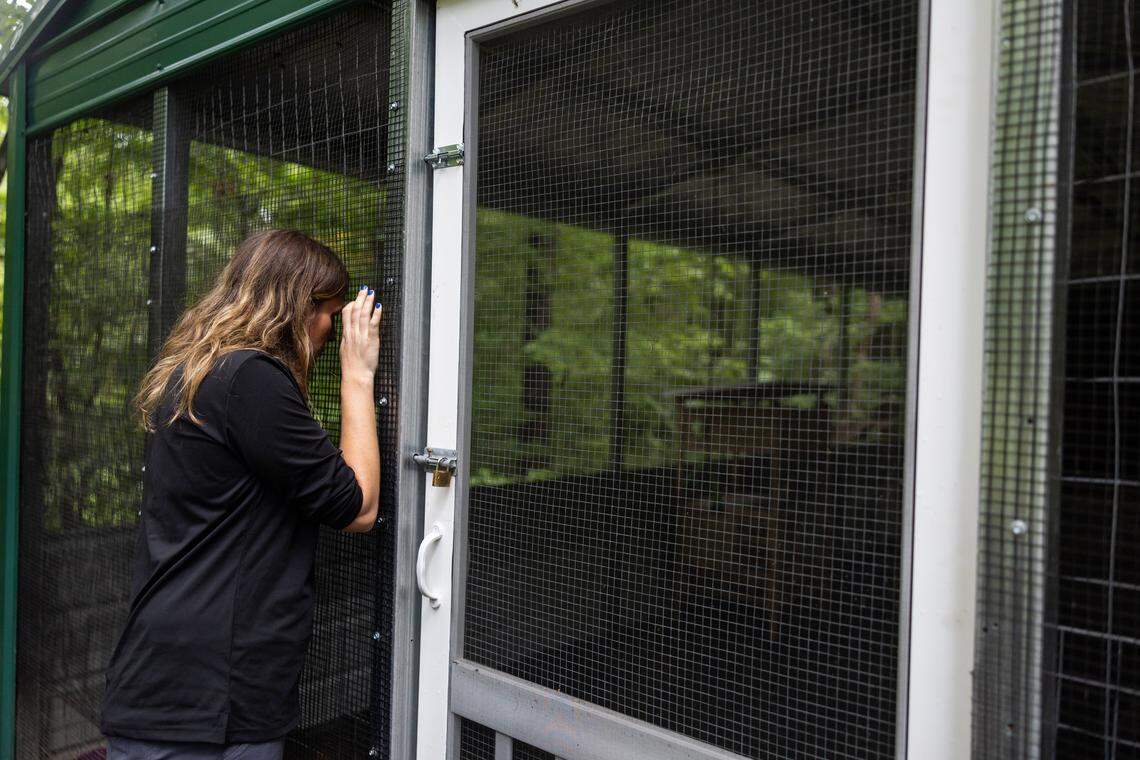 Founder and executive director Morgan Rafael peers into the outdoor skunk enclosure at The Carolina Wildlife Conservation Center in Iron Station, N.C., on Tuesday, August 12, 2025.